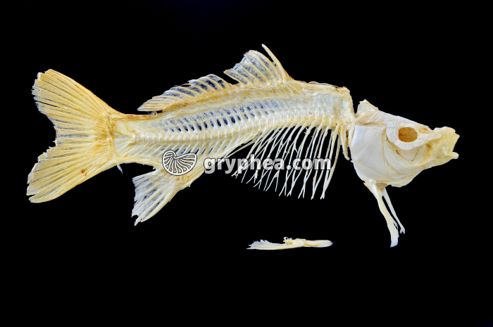 Squelette de poisson osseux (Carpe - Cyprinus carpio) - gryphea.com